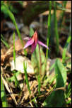 5D3_01279  -  <strong>Erythrone dent de chien
(Erythronium dens-canis)</strong>	<br/>Vuache - Avril 2017