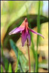 5D3_01283  -  <strong>Erythrone dent de chien
(Erythronium dens-canis)</strong>	<br/>Vuache - Avril 2017