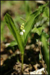 5D3_01347B  -  <br/><strong>Le premier muguet de la saison découvert le 13 avril.</strong>	<br/>Vuache - Avril 2017