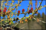 5D3_01395  -  <strong>Fleurs de mélèze</strong>	<br/>Beaufortain - Avril 2017