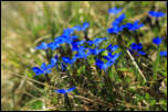 5D3_01573  -  Gentiane printanière (Gentiana verna)<br/><strong>Les gentianes printanières poussent en touffe.</strong>	<br/>Beaufortain - Avril 2017