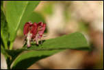 5D3_01597  -  Camérisier des Alpes (Lonicera alpigena)<br/><strong>...On dirait qu’elles défilent et s’en vont deux par deux...</strong>	<br/>Bauges - Avril 2017
