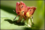 5D3_01603  -  Camérisier des Alpes (Lonicera alpigena)<br/><strong>...cacher leurs étamines avant le crépuscule.</strong>	<br/>Bauges - Avril 2017