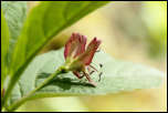 5D3_01606  -  Camérisier des Alpes (Lonicera alpigena)<br/><strong>...étend ses fleurs au bout d’un très long pédoncule...</strong>	<br/>Bauges - Avril 2017