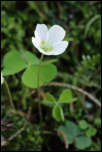 5D3_01758  -  Oxallis des bois (Oxalis acetosella) <br/><strong>…c’est l’oxalis des bois, qui pour vous prend la pose !</strong>	<br/>Bauges - Avril 2017