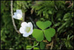 5D3_01760  -  Oxallis des bois (Oxalis acetosella) <br/><strong>...et surmontant un trèfle à trois feuilles, c’est morose...</strong>	<br/>Bauges - Avril 2017