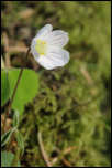 5D3_01770  -  Oxallis des bois (Oxalis acetosella) <br/><strong>Ces cinq pétales blancs finement veinés de rose...</strong>	<br/>Bauges - Avril 2017