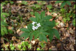 5D3_01774  -  Cardamine à sept feuilles (Cardamine heptaphylla)<br/><strong>Cette cardamine, appelée à tort à 7 feuilles…</strong>	<br/>Bauges - Avril 2017