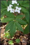 5D3_01775  -  Cardamine à sept feuilles (Cardamine heptaphylla)<br/><strong>… possède des feuilles qui ne comportent que 7 folioles…</strong>	<br/>Bauges - Avril 2017