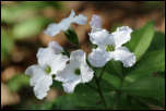 5D3_01779  -  Cardamine à sept feuilles (Cardamine heptaphylla)<br/><strong>… les fleurs peuvent être blanches, roses ou violacées...</strong>	<br/>Bauges - Avril 2017