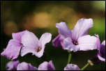 5D3_01785  -  Cardamine digitée (Cardamine pentaphyllos) <br/><strong>… les fleurs peuvent être blanches, roses ou violacées…</strong>	<br/>Bauges - Avril 2017