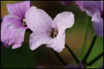 5D3_01786  -  Cardamine digitée (Cardamine pentaphyllos) <br/><strong>… ici, elle seraient plutôt violacées.</strong>	<br/>Bauges - Avril 2017