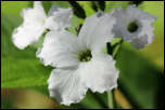 5D3_01787  -  Cardamine à sept feuilles (Cardamine heptaphylla)<br/><strong>… ici, elles sont résolument blanches.</strong>	<br/>Bauges - Avril 2017