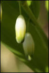 5D3_01810  -  Sceau de Salomon odorant (Polygonatum odoratum)<br/><strong>...suspend ses fleurs en l’air tout comme des lampions...</strong>	<br/>Bauges - Avril 2017