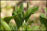 5D3_01812  -  Sceau de Salomon odorant (Polygonatum odoratum)<br/><strong>Parfois dessous ses feuilles on dirait qu’il s’envole...</strong>	<br/>Bauges - Avril 2017
