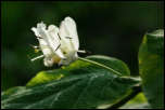 5D3_01837  -  Camérisier noir (Lonicera nigra)<br/><strong>...aux corolles d’albâtre qui jouent la transparence...</strong>	<br/>Bauges - Avril 2017