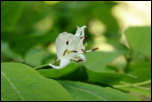 5D3_01839  -  Camérisier noir (Lonicera nigra)<br/><strong>...pour bien mettre en valeur toute leur inflorescence.</strong>	<br/>Bauges - Avril 2017