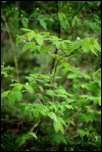 5D3_01848  -  Camérisier noir (Lonicera nigra)<br/><strong>Puis voici son cousin et ses petites fleurs blanches...</strong>	<br/>Bauges - Avril 2017