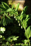 5D3_01868  -  Sceau de salomon multiflore (Polygonatum multiflorum)<br/><strong>...le sceau de salomon multiflore lui, résiste...</strong>	<br/>Bauges - Avril 2017