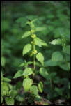 5D3_01872  -  Lamier jaune (Lamium galeobdolon) <br/><strong>Cette ortie n’en est pas et n’est point urticante…</strong>	<br/>Bauges - Avril 2017