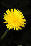 5D3_01882  -  Pissenlit officinal (Taraxacum campylodes) <br/><strong>A propos de jaune vif, en voici une fréquente…</strong>	<br/>Bauges - Avril 2017