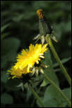 5D3_01885  -  Pissenlit officinal (Taraxacum campylodes) <br/><strong>...qui hante nos jardins, nos pelouses, les épis…</strong>	<br/>Bauges - Avril 2017