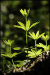 5D3_01901  -  Aspérule odorante (Galium odoratum) <br/><strong>Soudain à contre-jour des feuilles verticillées…</strong>	<br/>Bauges - Avril 2017