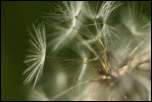5D3_01921  -  Pissenlit officinal (Taraxacum campylodes) <br/><strong>...prêtes pour le grand saut… et vers une nouvelle vie !</strong>	<br/>Bauges - Avril 2017