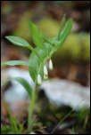 5D3_02007  -  Sceau de Salomon odorant (Polygonatum odoratum)<br/><strong>Niché dans les sous-bois et voisin du muguet...</strong>	<br/>Bauges - Avril 2017