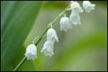 5D3_02025  -  Muguet de mai (Convallaria majalis)<br/><strong>Belle hampe florale</strong>	<br/>Bauges - Avril 2017