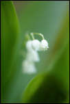 5D3_02030  -  Muguet de mai (Convallaria majalis)<br/><strong>Cachez-vous derrière, c’est moi la vedette !</strong>	<br/>Bauges - Avril 2017