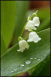 5D3_02043  -  Muguet de mai (Convallaria majalis)<br/><strong>Clochettes et gouttelettes</strong>	<br/>Bauges - Avril 2017