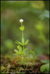 5D3_02055  -  Aspérule odorante (Galium odoratum)<br/><strong>...coiffées de boules blanches à l’étape initiale...</strong>	<br/>Bauges - Avril 2017
