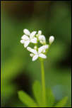 5D3_02058  -  Aspérule odorante (Galium odoratum)<br/><strong>…qui peu à peu s’entrouvre en étoile royale...</strong>	<br/>Bauges - Avril 2017