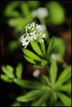 5D3_02064  -  Aspérule odorante (Galium odoratum)<br/><strong>...puis s’offrent à nos yeux, en corymbe déployée.</strong>	<br/>Bauges - Avril 2017