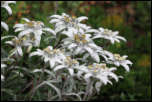 IMG_10293  -  <strong>Edelweiss</strong>	<br/>Vanoise - Août 2013