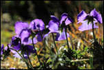 IMG_19479  -  <strong>Pensées</strong>	<br/>Beaufortain - Octobre 2014