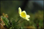 IMG_23816  -  <strong>Pulsatille souffrée (Pulsatilla alpina subsp. apiifolia)</strong>	<br/>Belledonne - Juin 2015