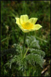 IMG_23817  -  <strong>Pulsatille souffrée (Pulsatilla alpina subsp. apiifolia)</strong>	<br/>Belledonne - Juin 2015