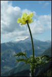 IMG_23822  -  <strong>Pulsatille souffrée (Pulsatilla alpina subsp. apiifolia)</strong>	<br/>Belledonne - Juin 2015