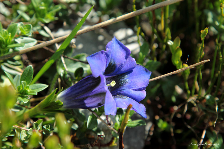 Gentiane acaule