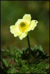 IMG_23858  -  <strong>Pulsatille souffrée (Pulsatilla alpina subsp. apiifolia)</strong>	<br/>Belledonne - Juin 2015