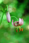 IMG_2487  -  <strong>Lys Martagon</strong>	<br/>Bauges - Juin 2011