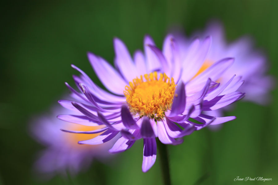 Aster