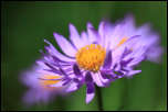 IMG_24979  -  <strong>Aster des Alpes (Aster alpinus)</strong>	<br/>Vanoise - Juillet 2015