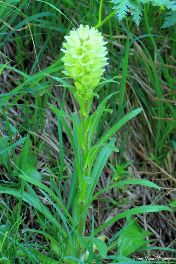 Campanule en thyrse