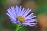 IMG_25046  -  <strong>Aster des Alpes (Aster alpinus)</strong>	<br/>Vanoise - Juillet 2015