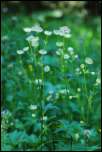 IMG_25073  -  <strong>Grande astrance (Astrantia major)</strong>	<br/>Vanoise - Juillet 2015