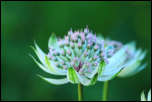 IMG_25075  -  <strong>Grande astrance (Astrantia major)</strong>	<br/>Vanoise - Juillet 2015