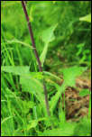 IMG_25163  -  <strong>Laiteron des Alpes (Lactuca alpina)</strong>	<br/>Chablais-Giffre - Juillet 2015